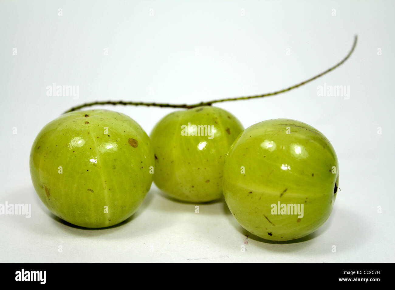 Stachelbeere Früchte; Bi nomial Name - Ribes Uva-Crispa. Stockfoto