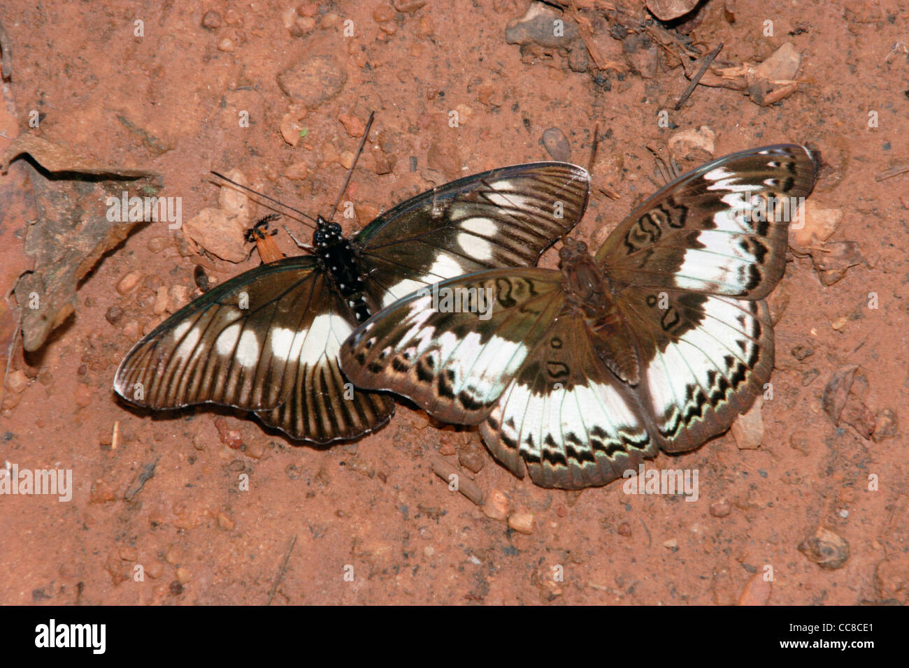 Kommandant Schmetterling (Euryphura Chalkis), richtige, falsche Chef / diadem (Pseudacraea Lucretia), links, puddling im Regenwald, Ghana Stockfoto