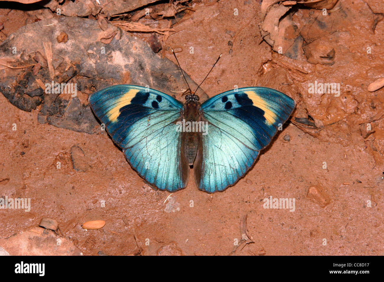 Weit verbreitete Förster (Euphaedra Medon: Nymphalidae), männliche puddling im Regenwald, Ghana. Stockfoto
