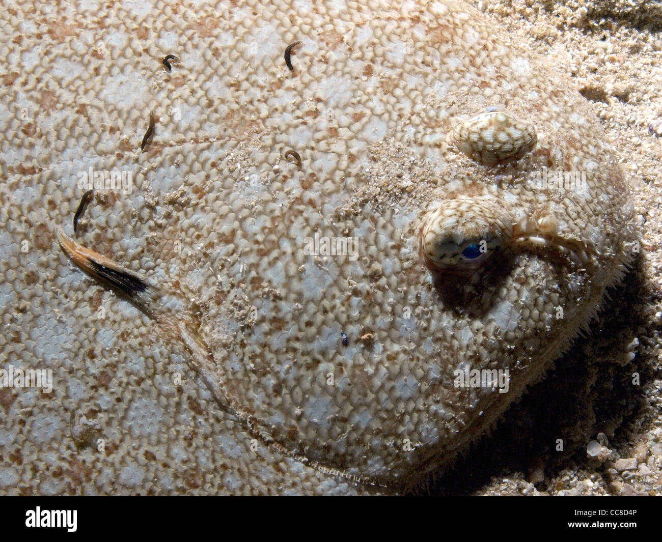 Dover Sole auf dem sand Stockfoto