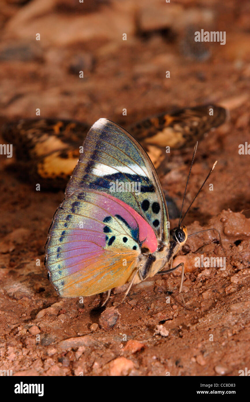 Abb. Esser Schmetterling (Euphaedra Xypete: Nymphalidae), männliche puddling im Regenwald, Ghana. Stockfoto