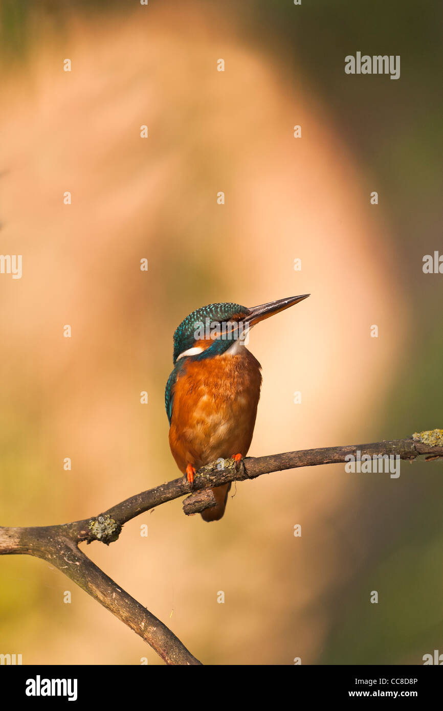 Eisvogel auf Ast mit hellem Hintergrund Stockfoto