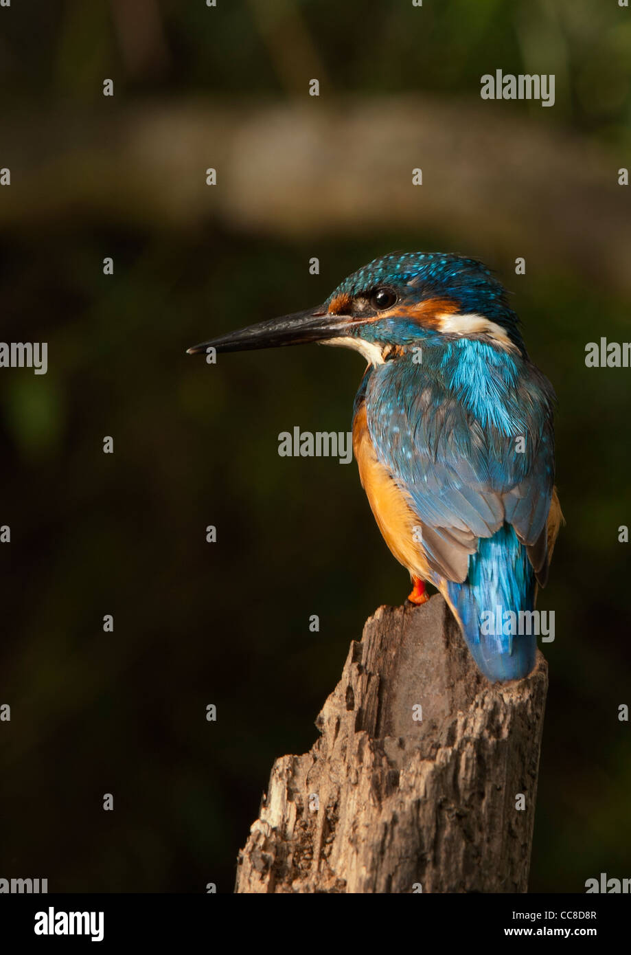 Eisvogel sitzt auf Holzpfosten im Abendlicht Stockfoto