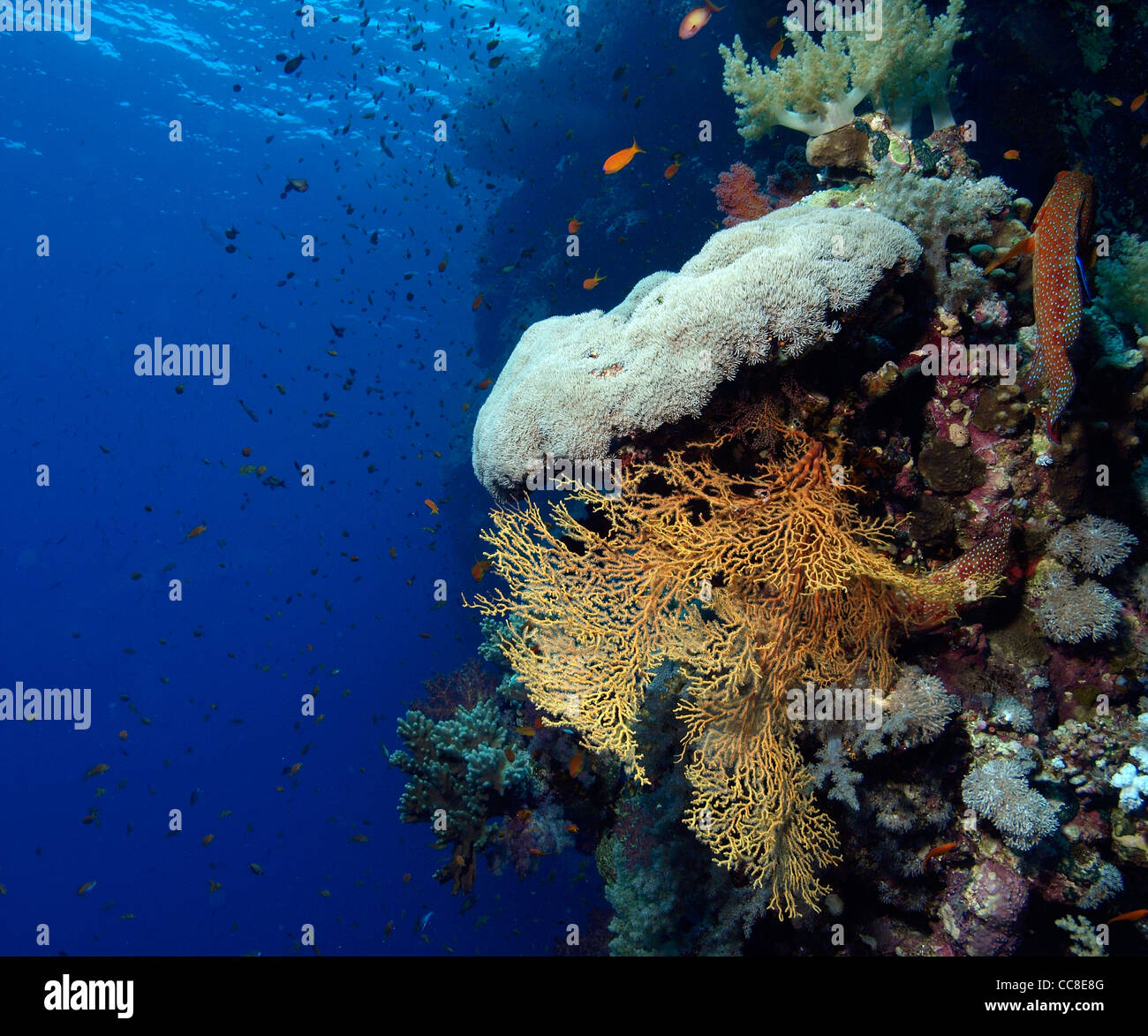 Weichkorallen in die Korallenriffe des Roten Meeres Stockfotografie Alamy