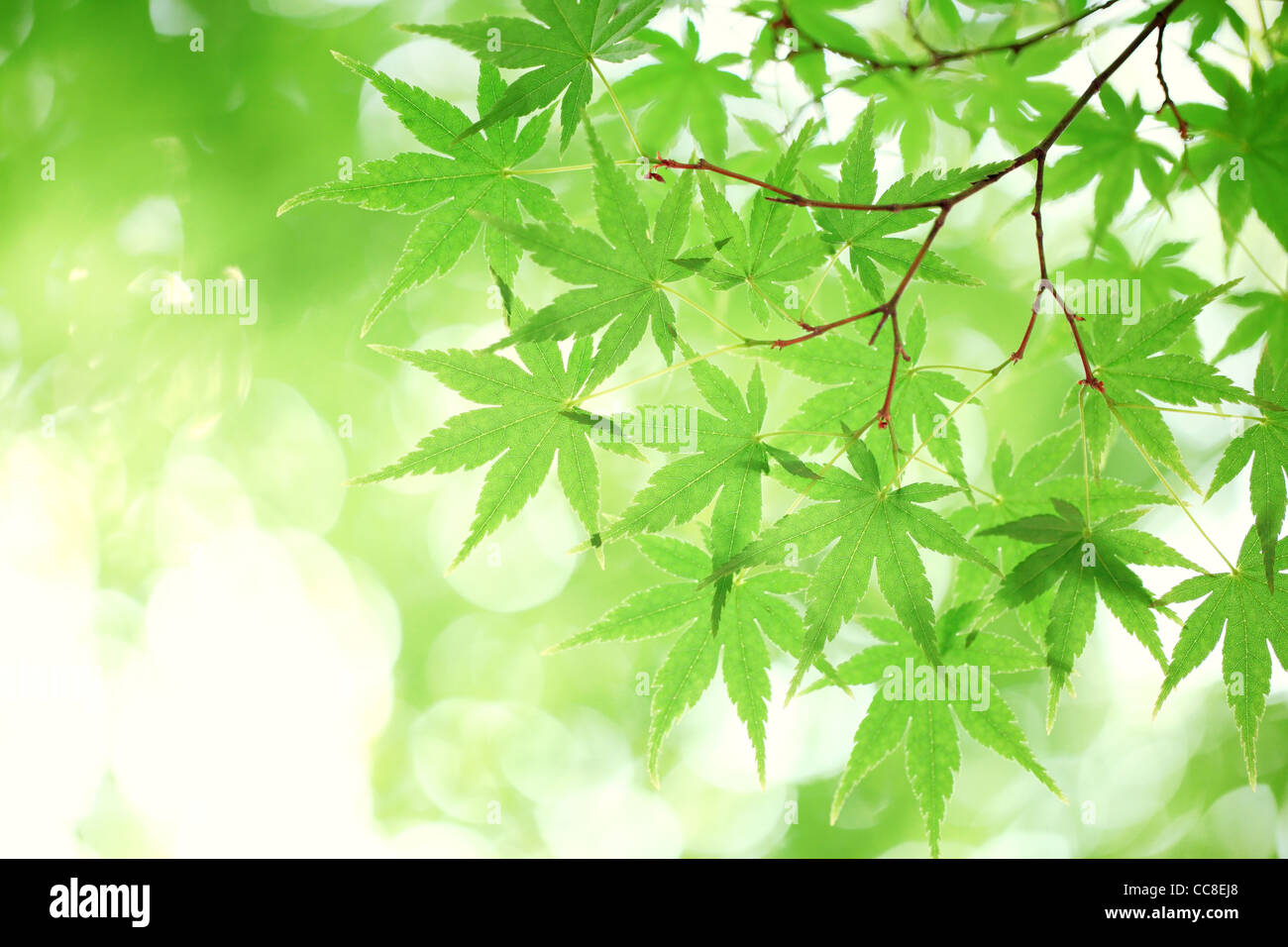 grüne Ahornblätter, flachen Fokus. Stockfoto