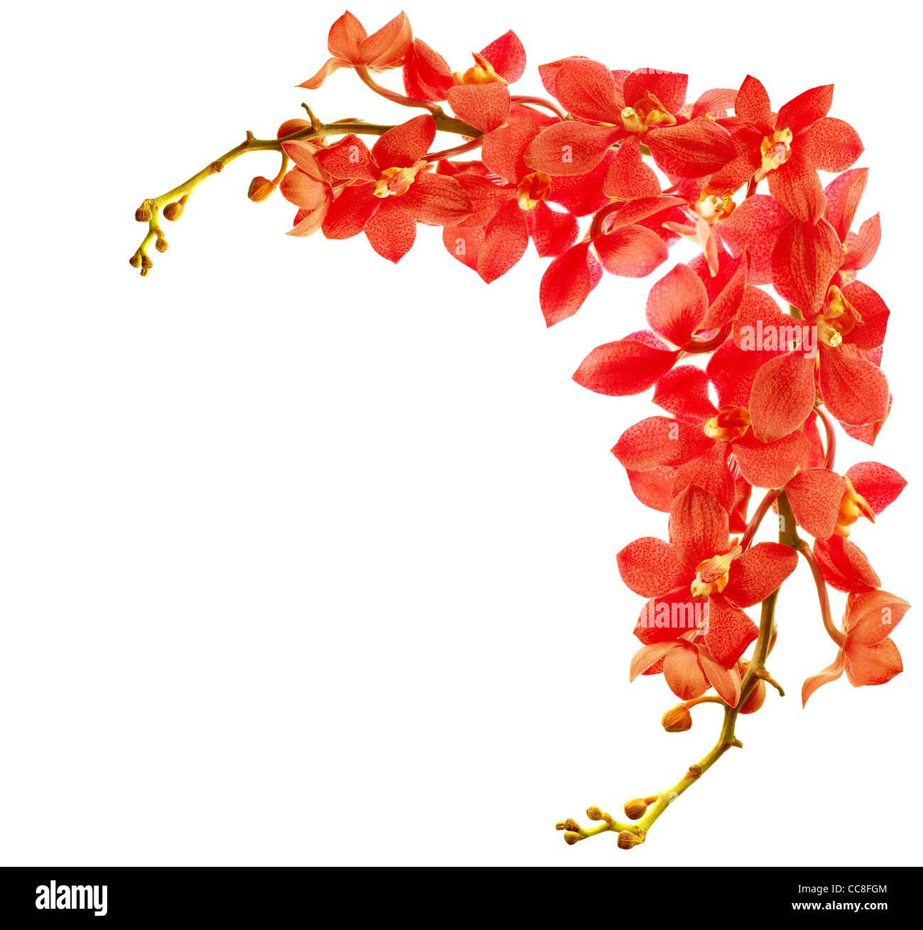 Rote frische Orchidee Blume Grenze isoliert auf weißem Hintergrund Stockfoto
