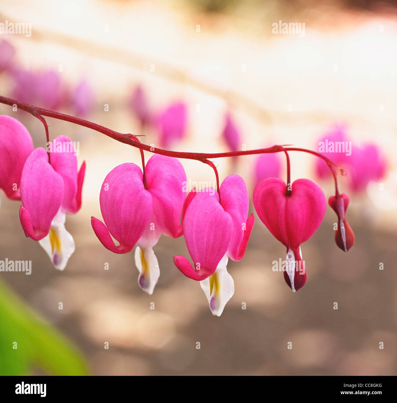 Tränendes Herz Blumen Stockfoto