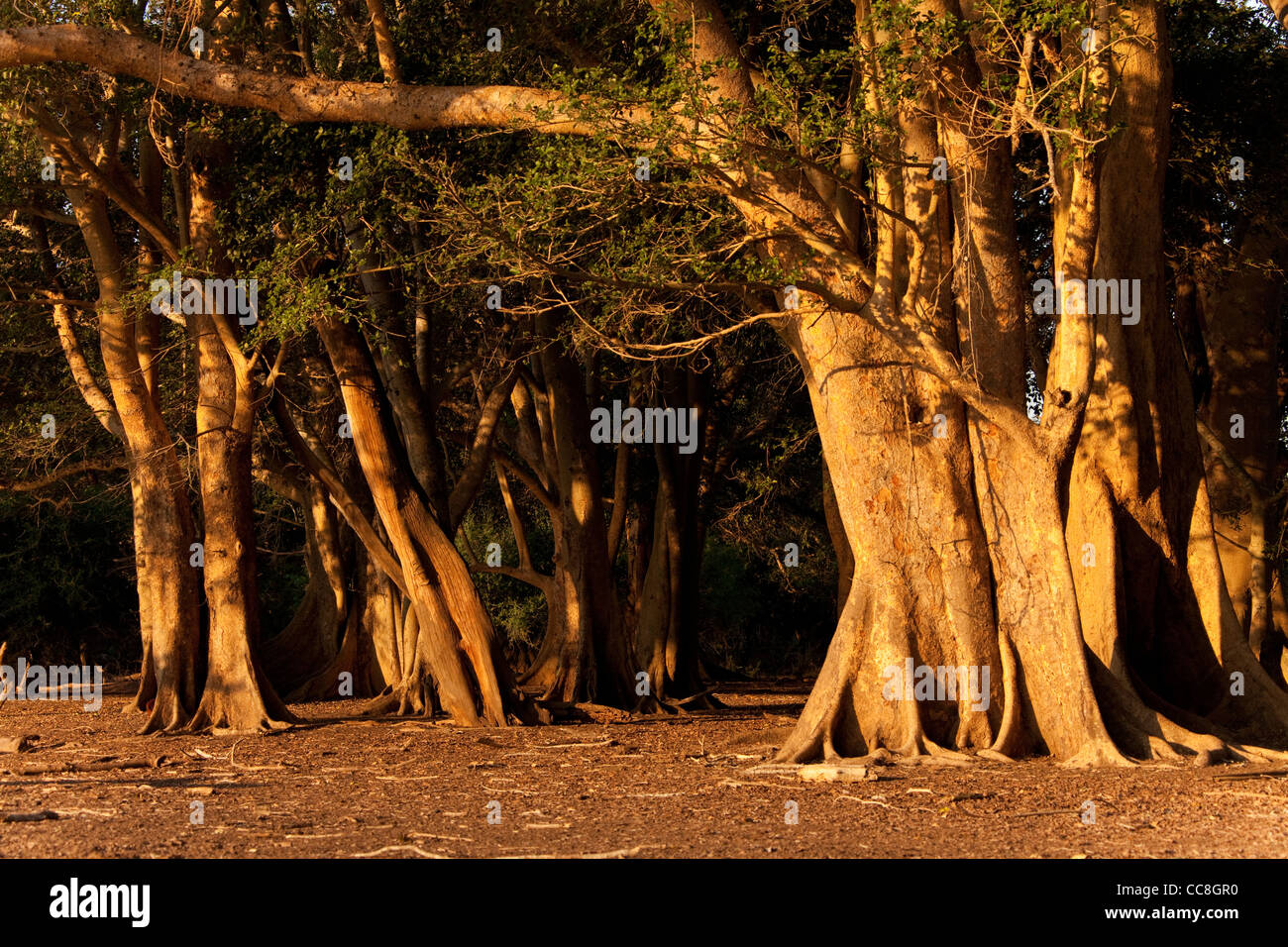 Bergahorn Feigenbäume (Ficus Sycomorus). Feigenbaum Wald am Ndumo. Stockfoto