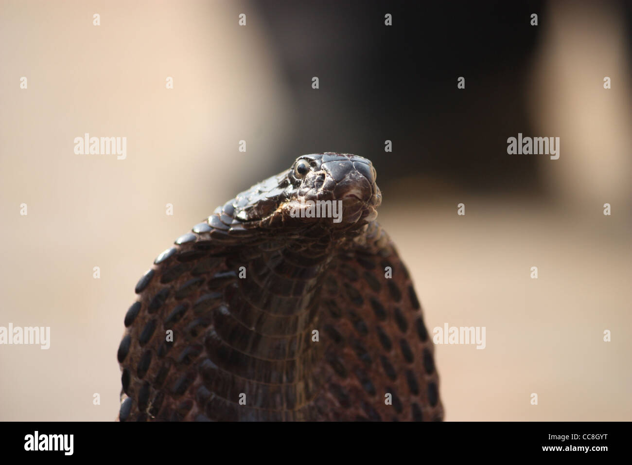 Indische Kobra display Stockfoto