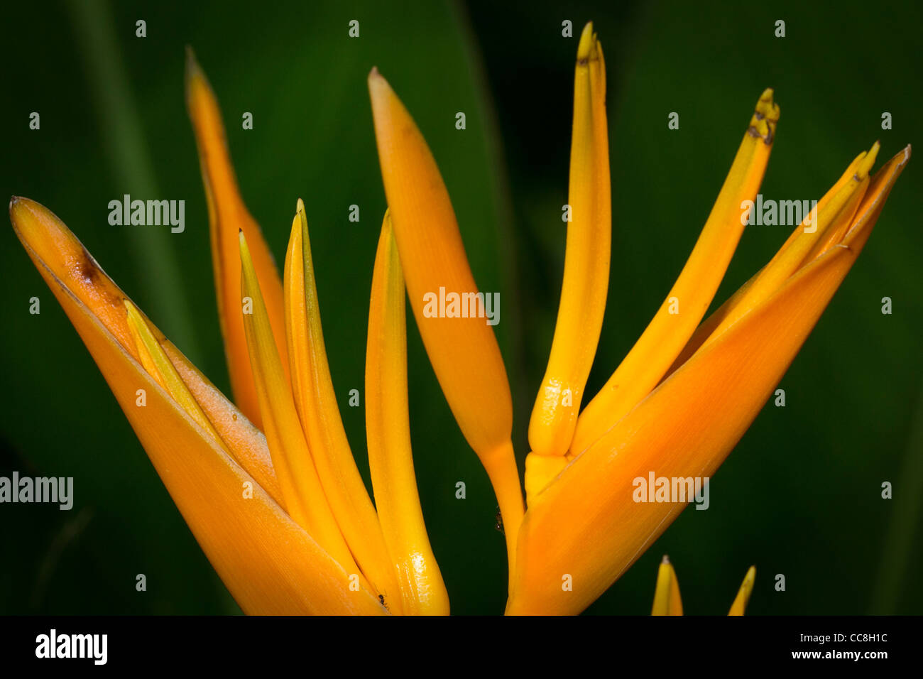 Bird Of Paradise-Werk in St. Lucia Stockfoto