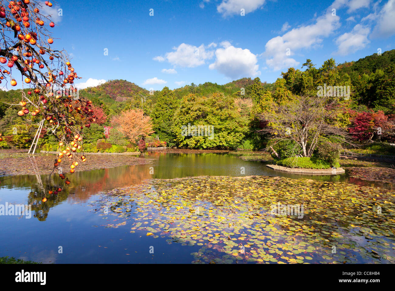 Kyoyochi Teich im Garten des Ryōan-Ji Tempels, Kyoto, Japan, im Herbst zu sehen. Stockfoto