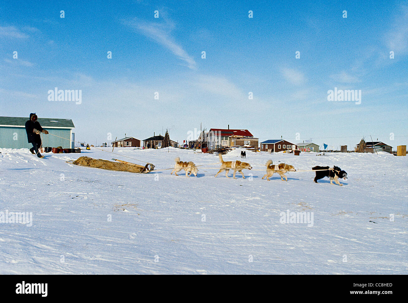 Native erste Nation Aborigines Mann in Fort Severn, Nord-Ontario Ontario; Kanada; Fuß mit Hundeschlitten auf Schnee Stockfoto