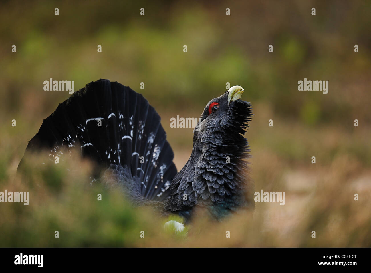 Männliche Auerhuhn genommen in den schottischen highlands Stockfoto