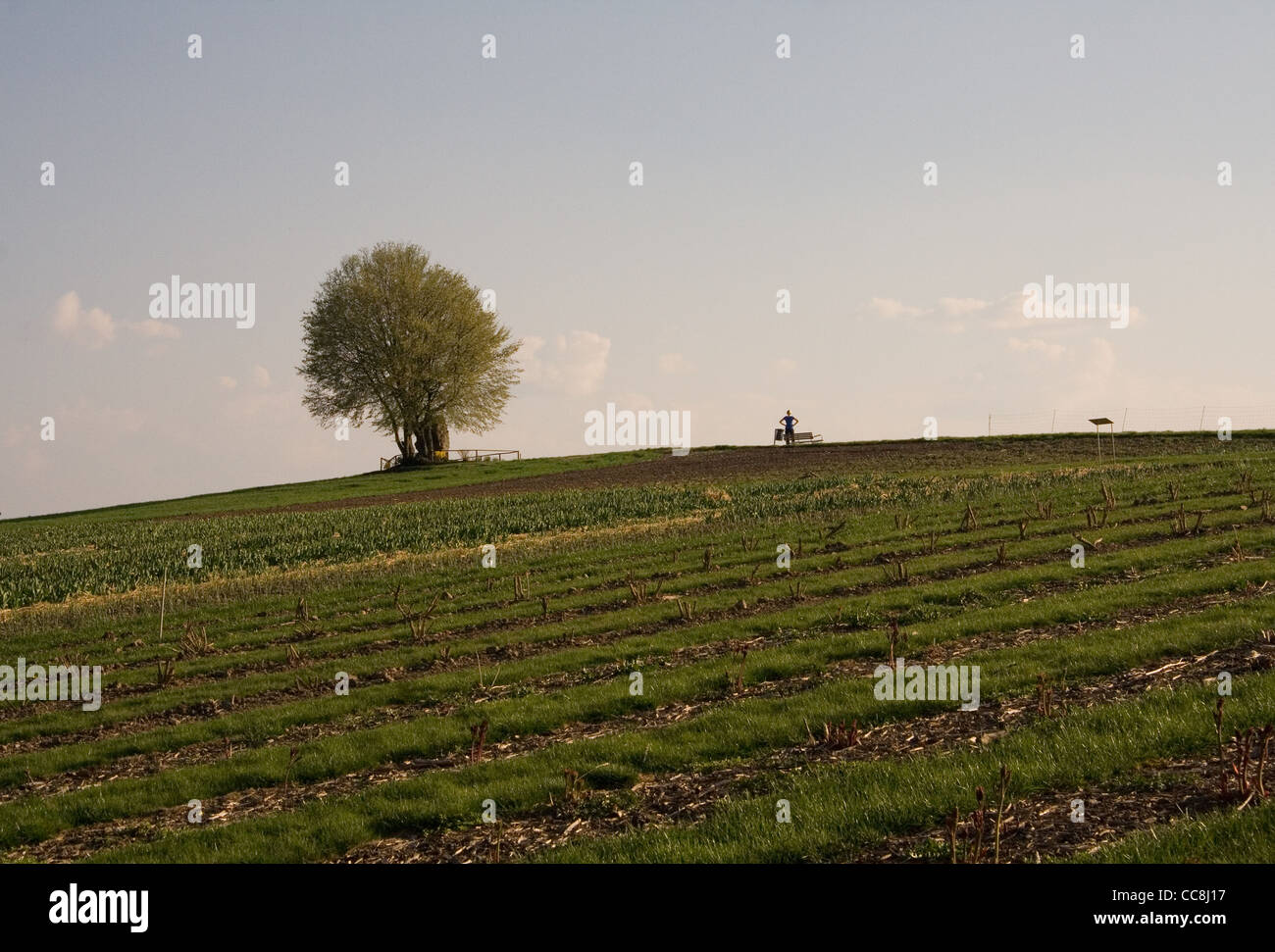 Einzigen Baum in einem Feld Stockfoto