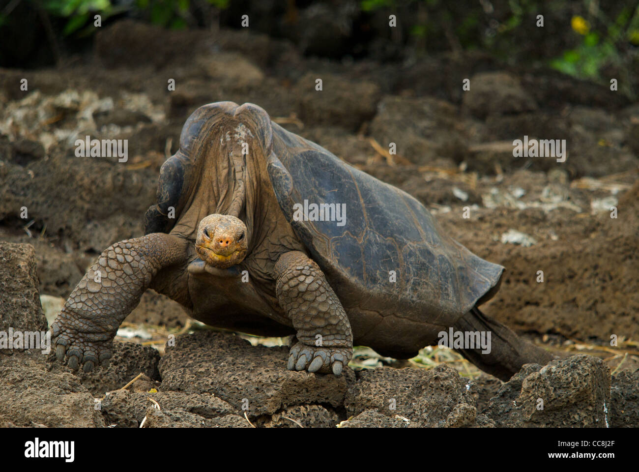 Lonesome George in all seiner Pracht. Pinta Island Riesenschildkröte (Chelonoidis Nigra Abingdoni). In freier Wildbahn ausgestorben. Santa Cruz. Stockfoto