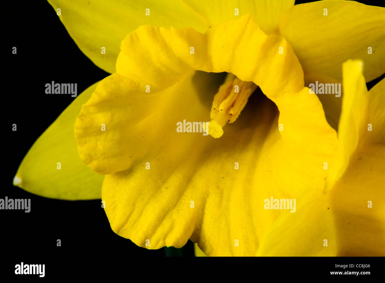 Eine Nahaufnahme einer Narzisse oder Narcissus Stockfoto