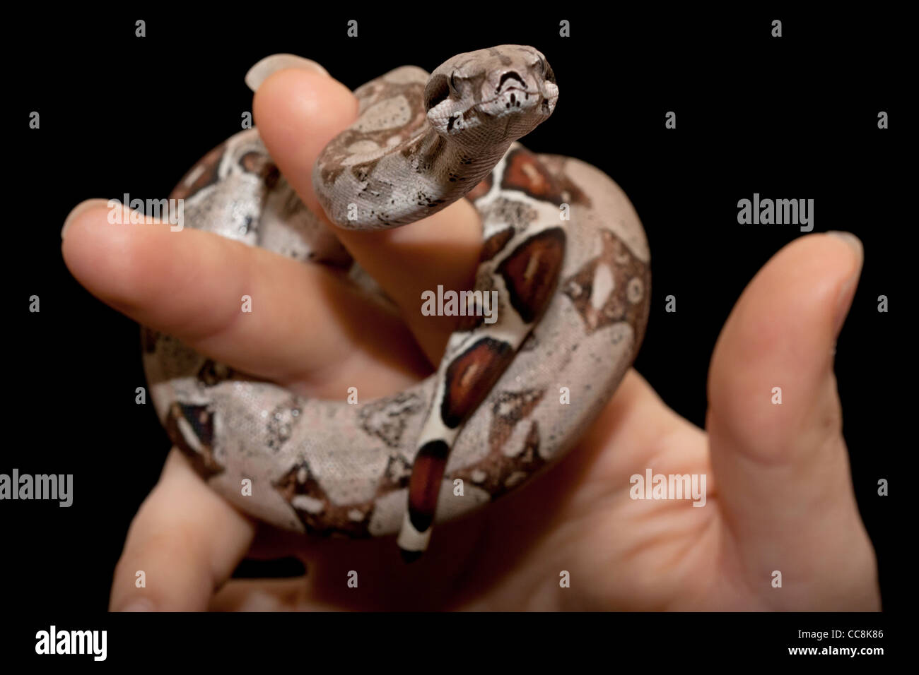 Baby Boa Constrictor in der hand Stockfoto