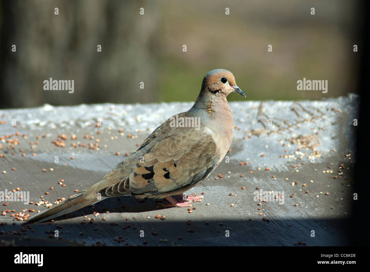 Ein Trauer Taube Vogel Stockfoto