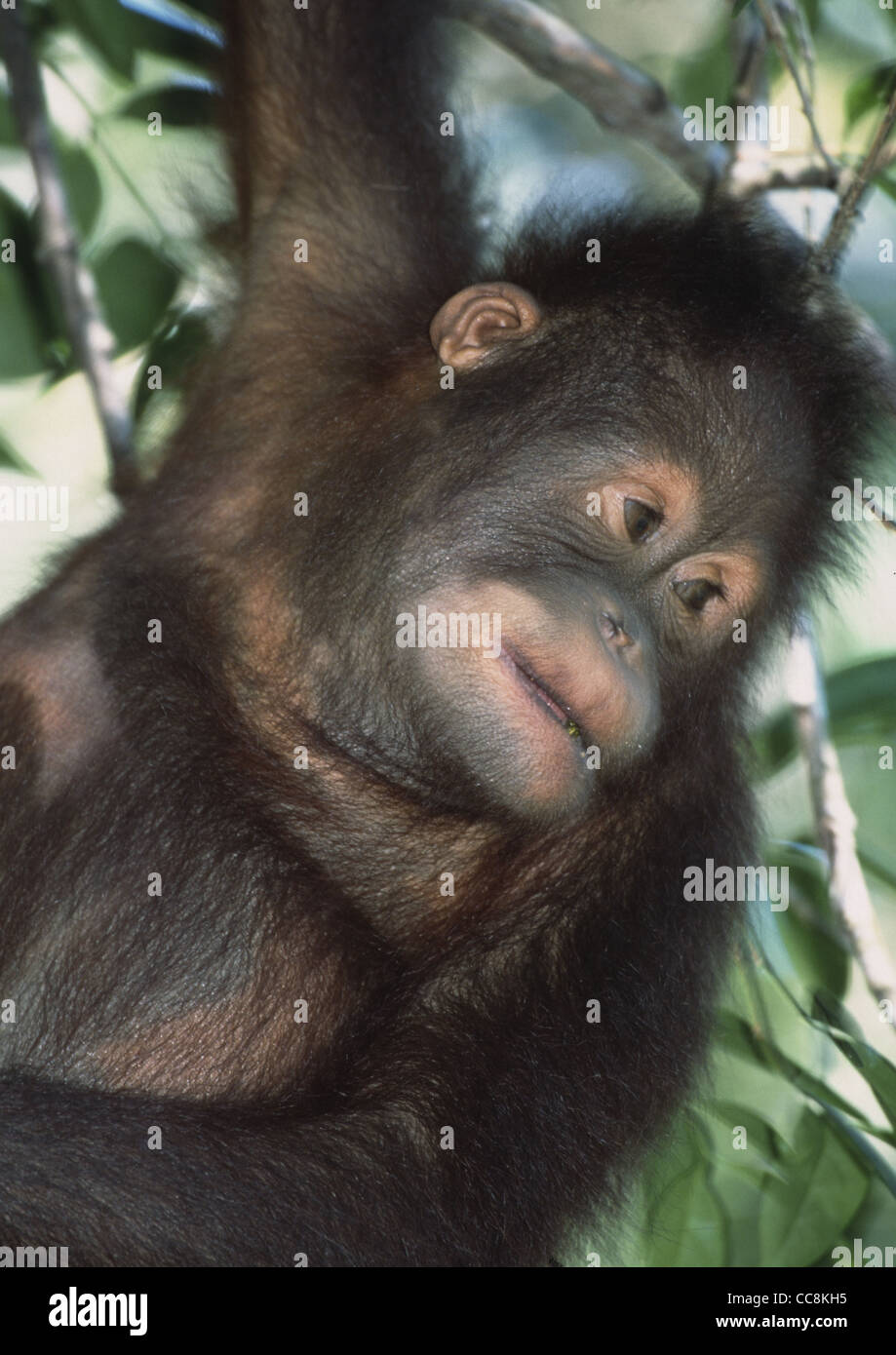 Bornean Orangutan, Pongo pygmaeus Stockfoto
