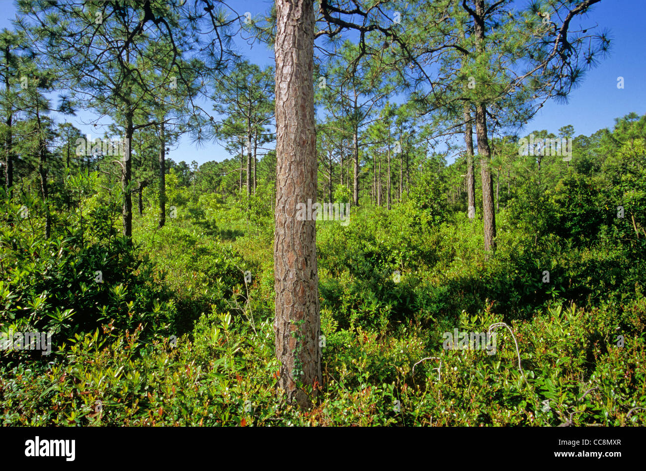 Longleaf Pine, Pinus Serotina, auf der Fly Trap Trail im Carolina Beach State Park, südlich von Wilmington, North Carolina, USA Stockfoto