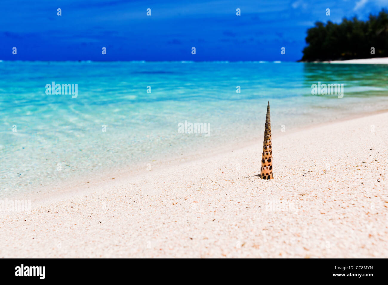Strand und tropische Muschel stehend auf weißem sand Stockfoto