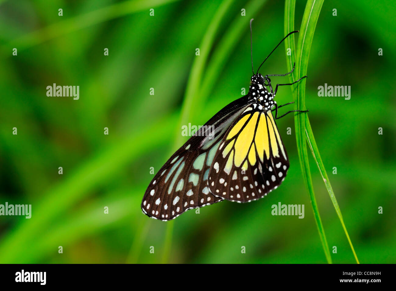 Schmetterling, glasigen Tiger ruht auf dem Rasen Stockfoto