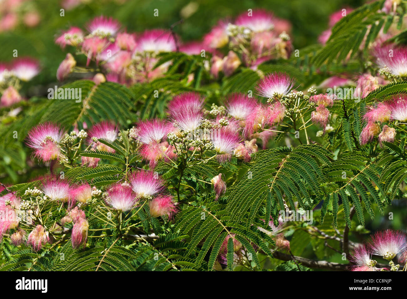 Blumen Albizia julibrissin Stockfoto