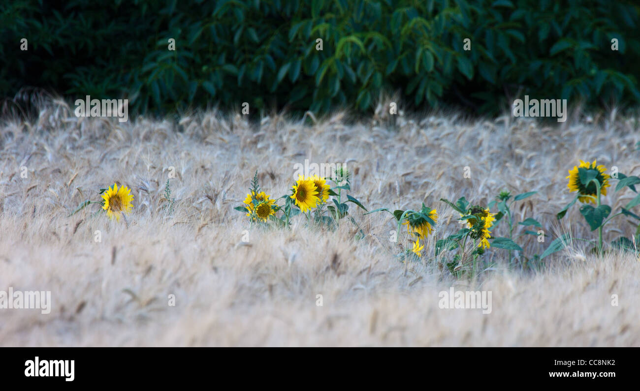 Sonnenblumen, Weizen bei Sonnenuntergang Stockfoto