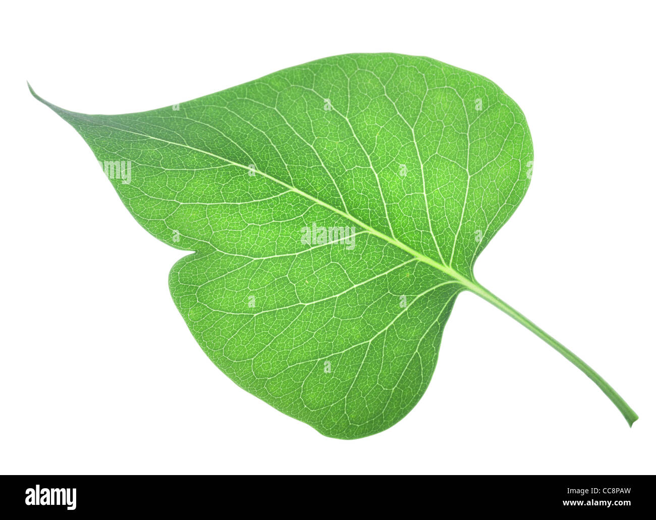 Junge Blätter von Flieder isoliert auf weißem Hintergrund Stockfoto