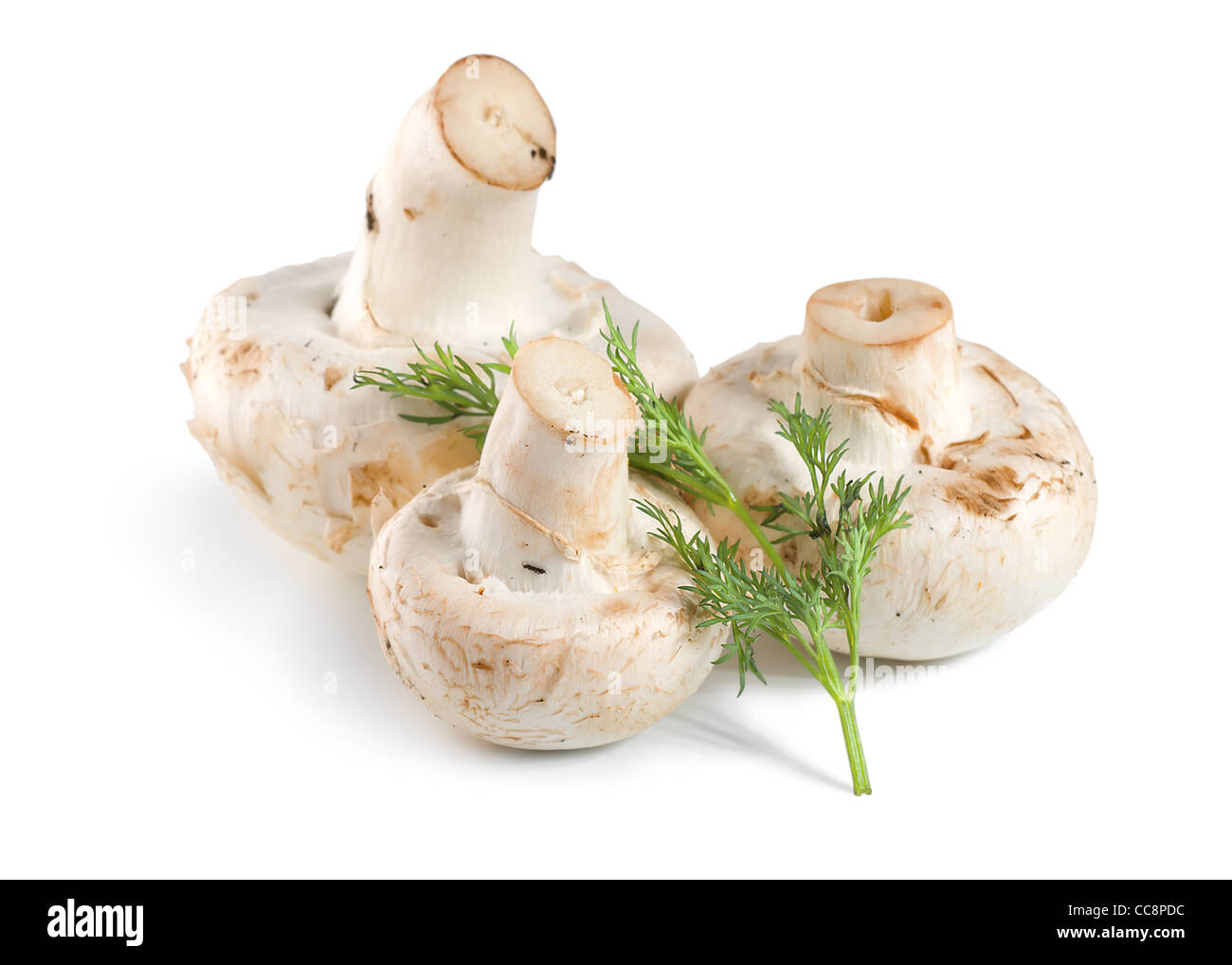 Baum-Pilze und Dill isoliert auf weißem Hintergrund Stockfoto