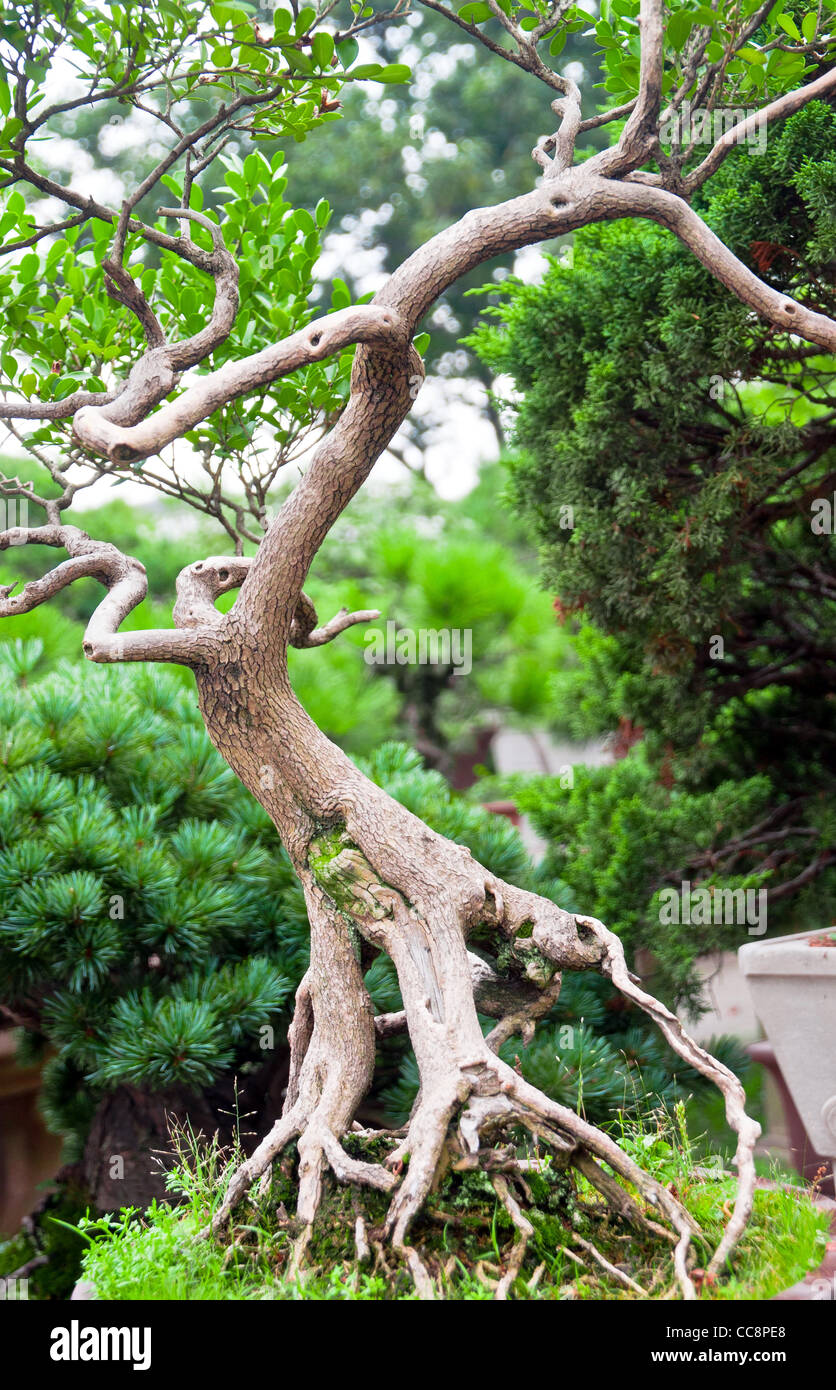 Bonsai-Baum im chinesischen Garten mit verdrehten Wurzeln und Zweige Stockfoto