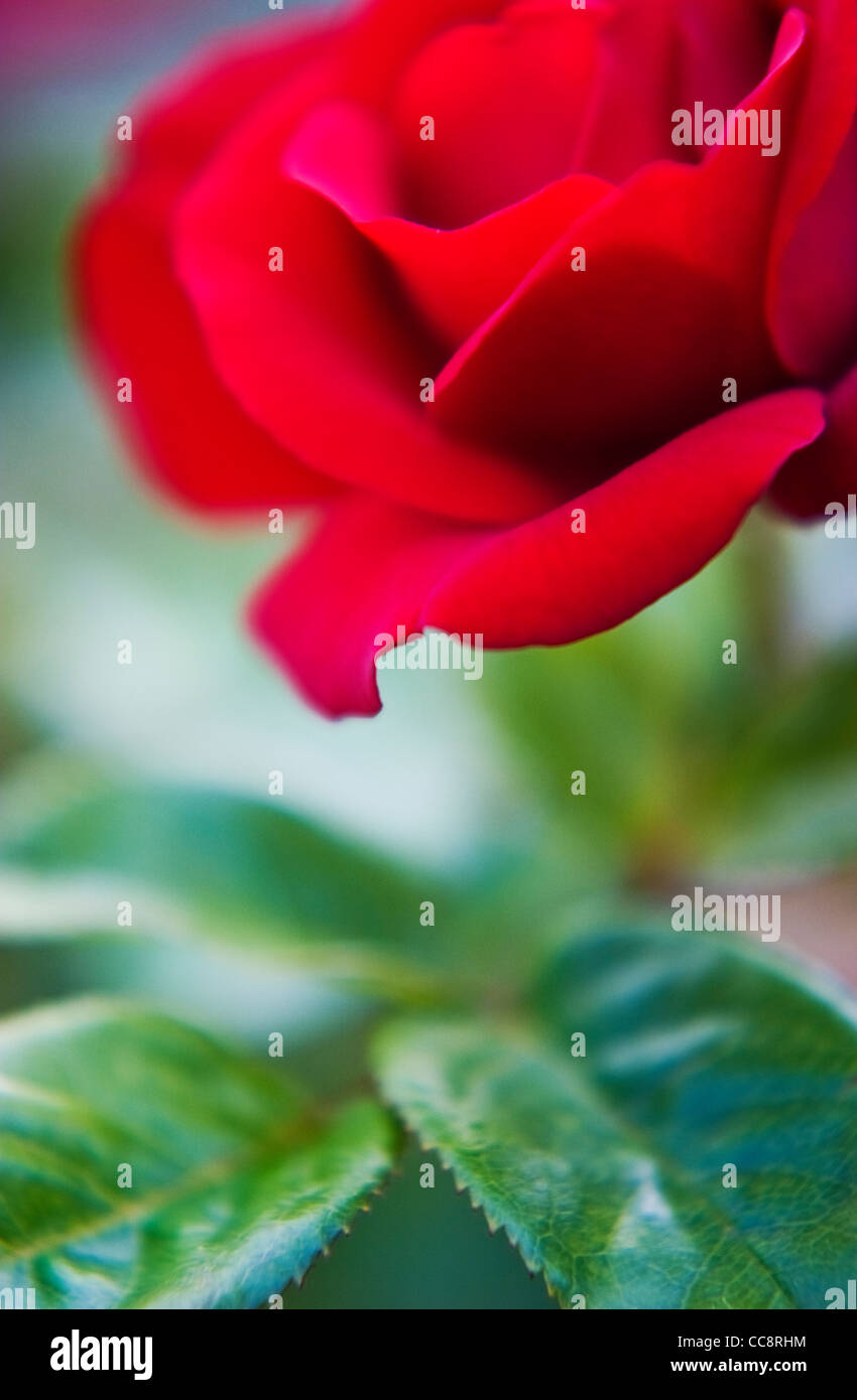 einzelne rote rose in soft-Fokus Stockfoto