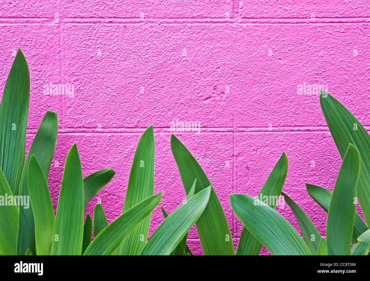 Iris lässt Rosa Wand Stockfoto