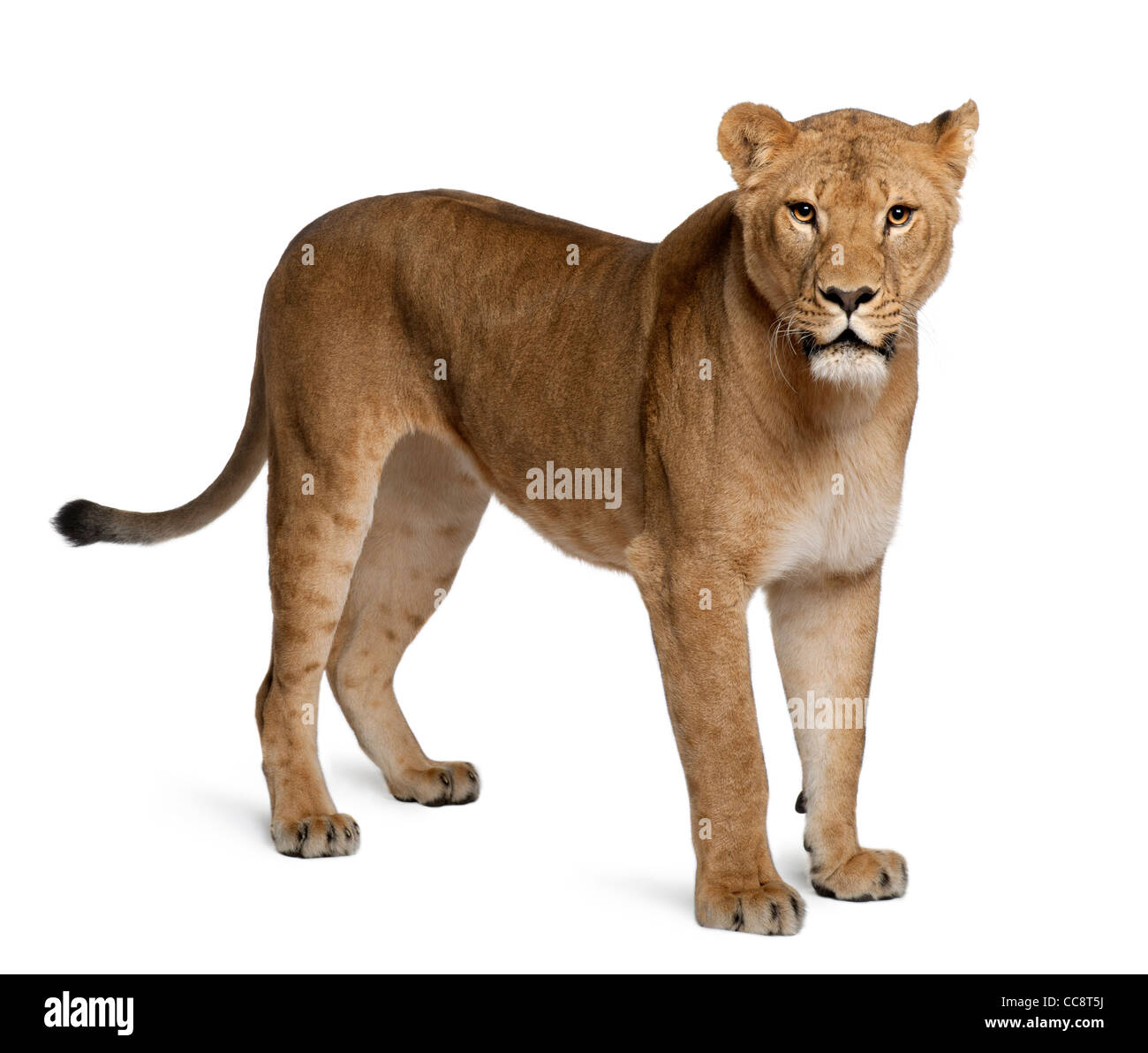 Löwin, Panthera Leo, 3 Jahre alt, stehen auf weißen Hintergrund Stockfoto