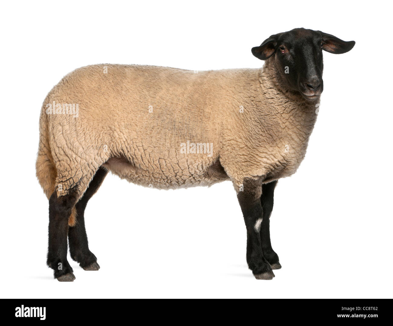 Weibliche Suffolk Schafe, Ovis Aries, 2 Jahre alt, steht man vor weißem Hintergrund Stockfoto