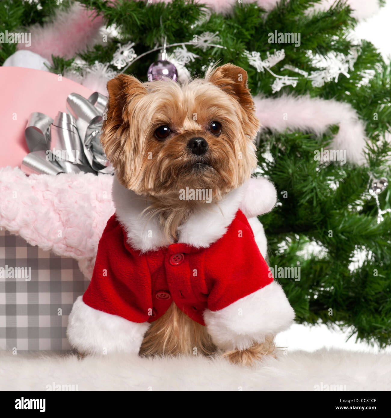 yorkie christmas outfits