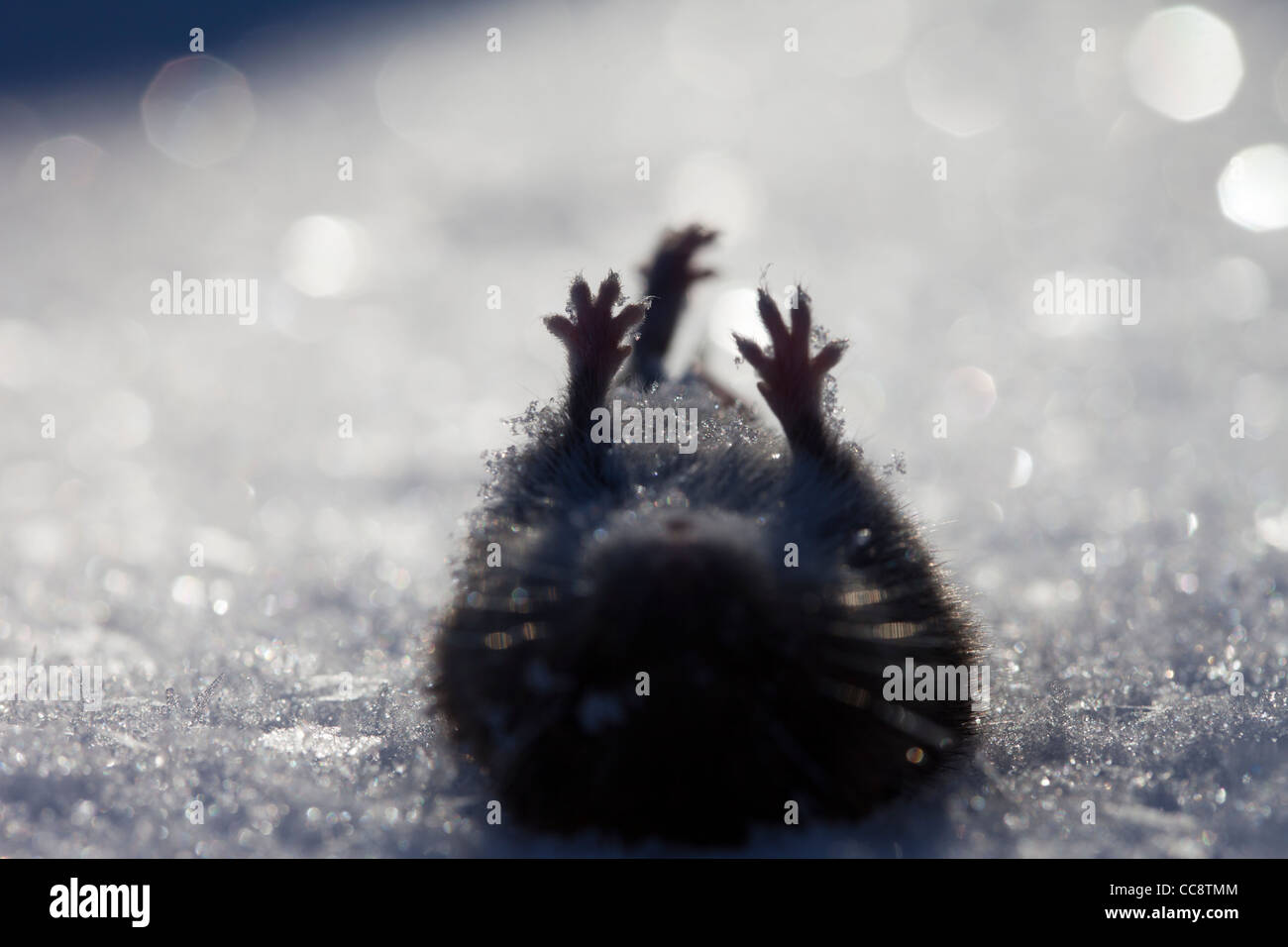 Nahaufnahme Silhouette der Pfoten einer toten Feld Wühlmaus ( Microtus agrestis ) auf weißem Schnee im Winter , Finnland Stockfoto