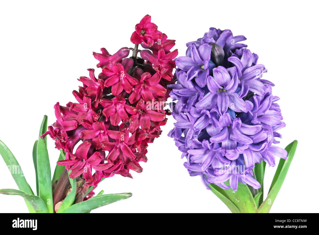 Zwei schöne isoliert Hyazinthe lila und rosa auf weiss Stockfoto