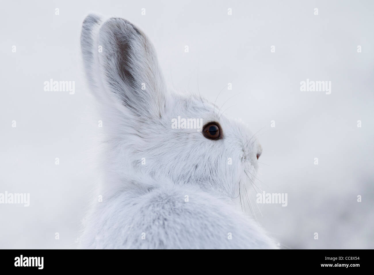 Eine Schneeschuh-Hase (Lepus Americanus) im Schnee sitzen neben Dalton Highway, südlich der Brooks Range ANWR, Alaska im Oktober Stockfoto