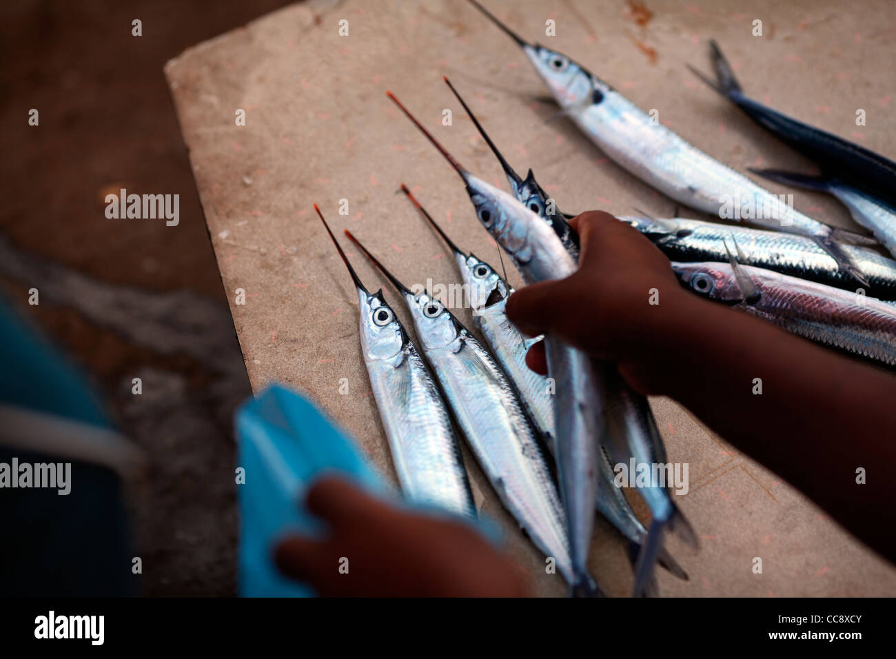 Madagassische Afrikanerin Longnose Fische in einem Plastikbeutel auf dem Markt in der Nähe von Madirokely, Nosy Be, Madagaskar, Afrika zu setzen. Stockfoto
