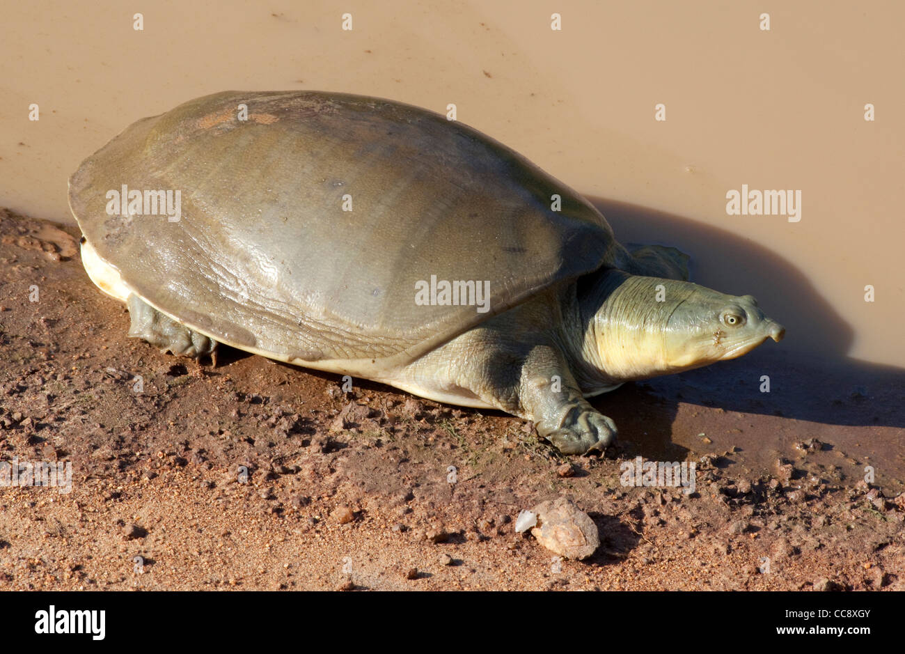 Eine Schildkröte ist im Yala Nationalpark in Sri Lanka gesehen. Stockfoto