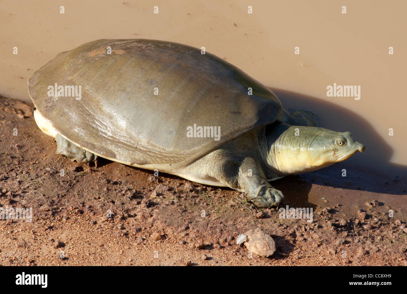 Eine Schildkröte ist im Yala Nationalpark in Sri Lanka gesehen. Stockfoto