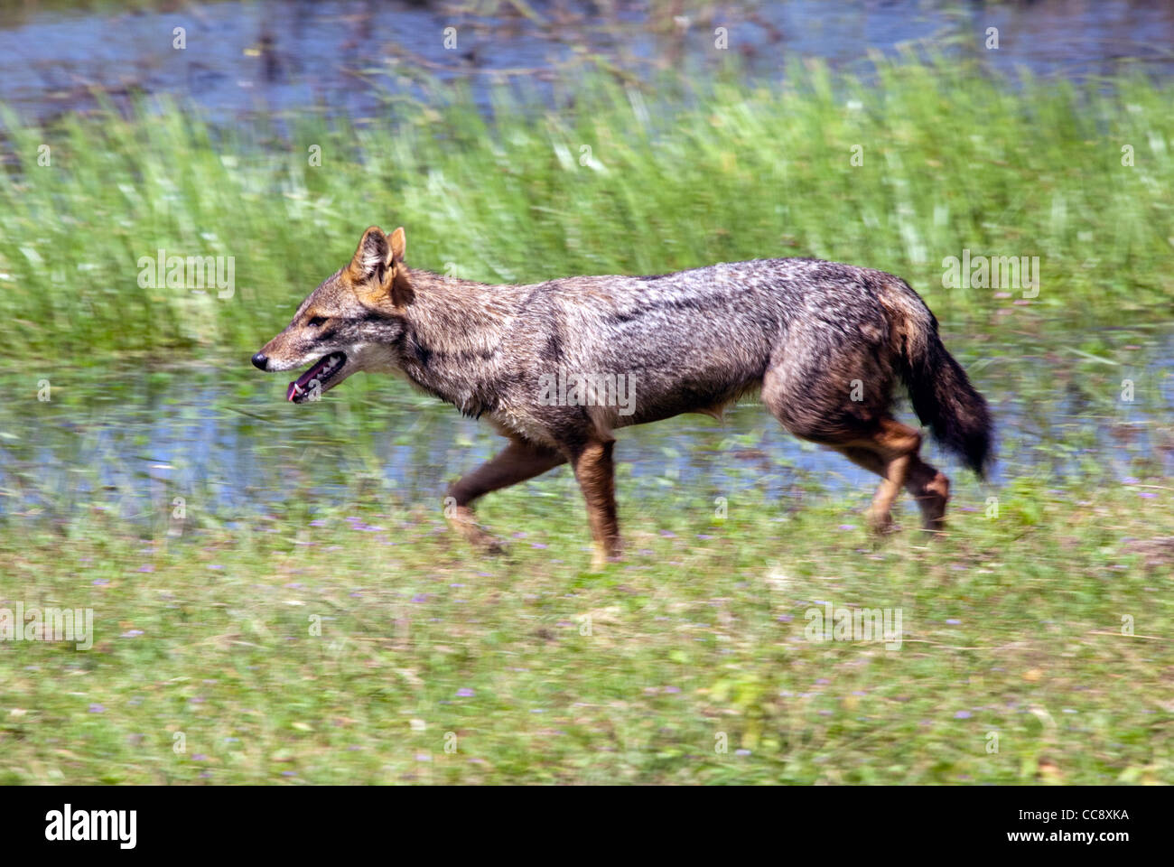 Ein Schakal gilt im Yala Nationalpark in Sri Lanka Stockfoto