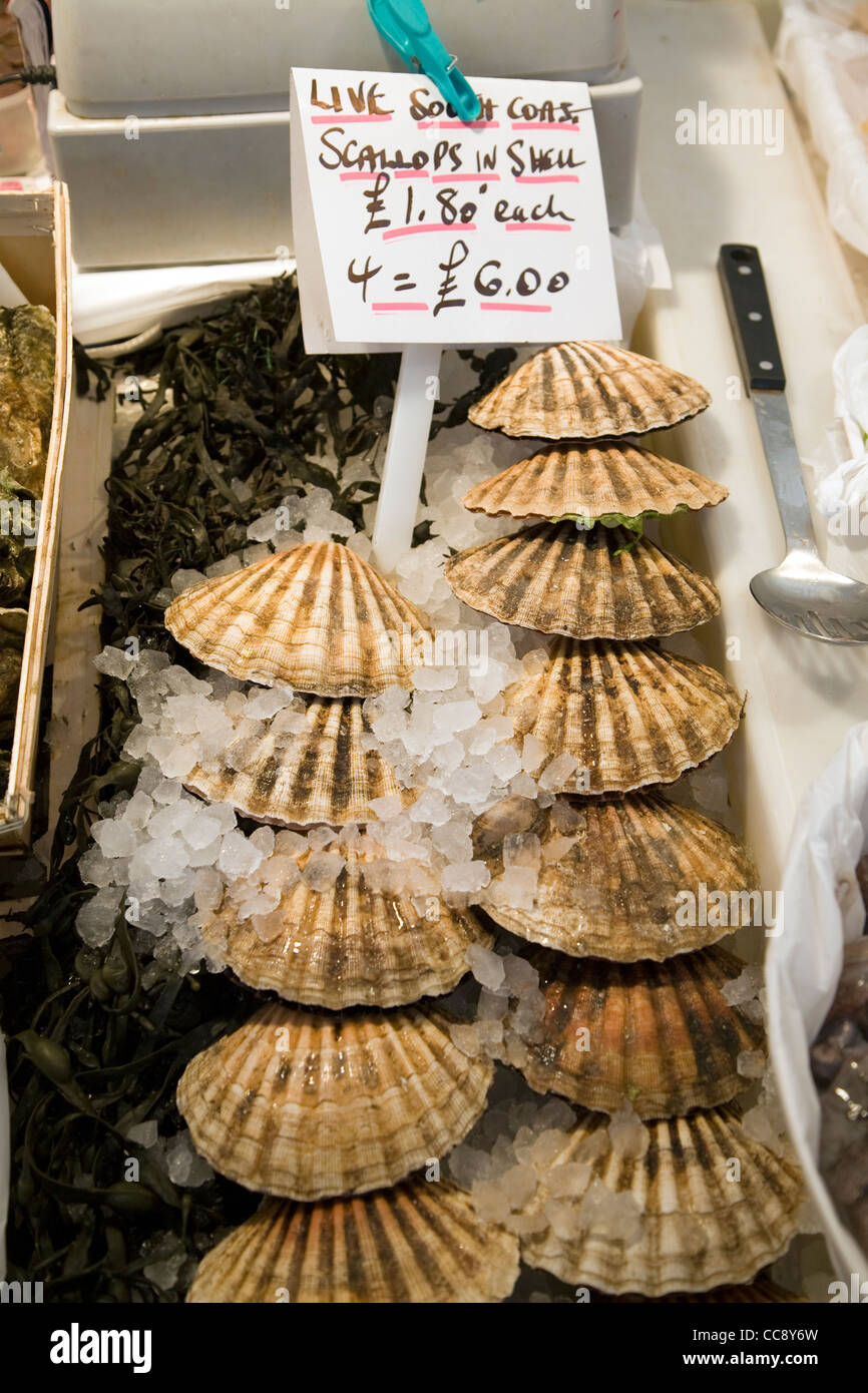 Live frische Jakobsmuscheln Muscheln zum Verkauf Stockfoto