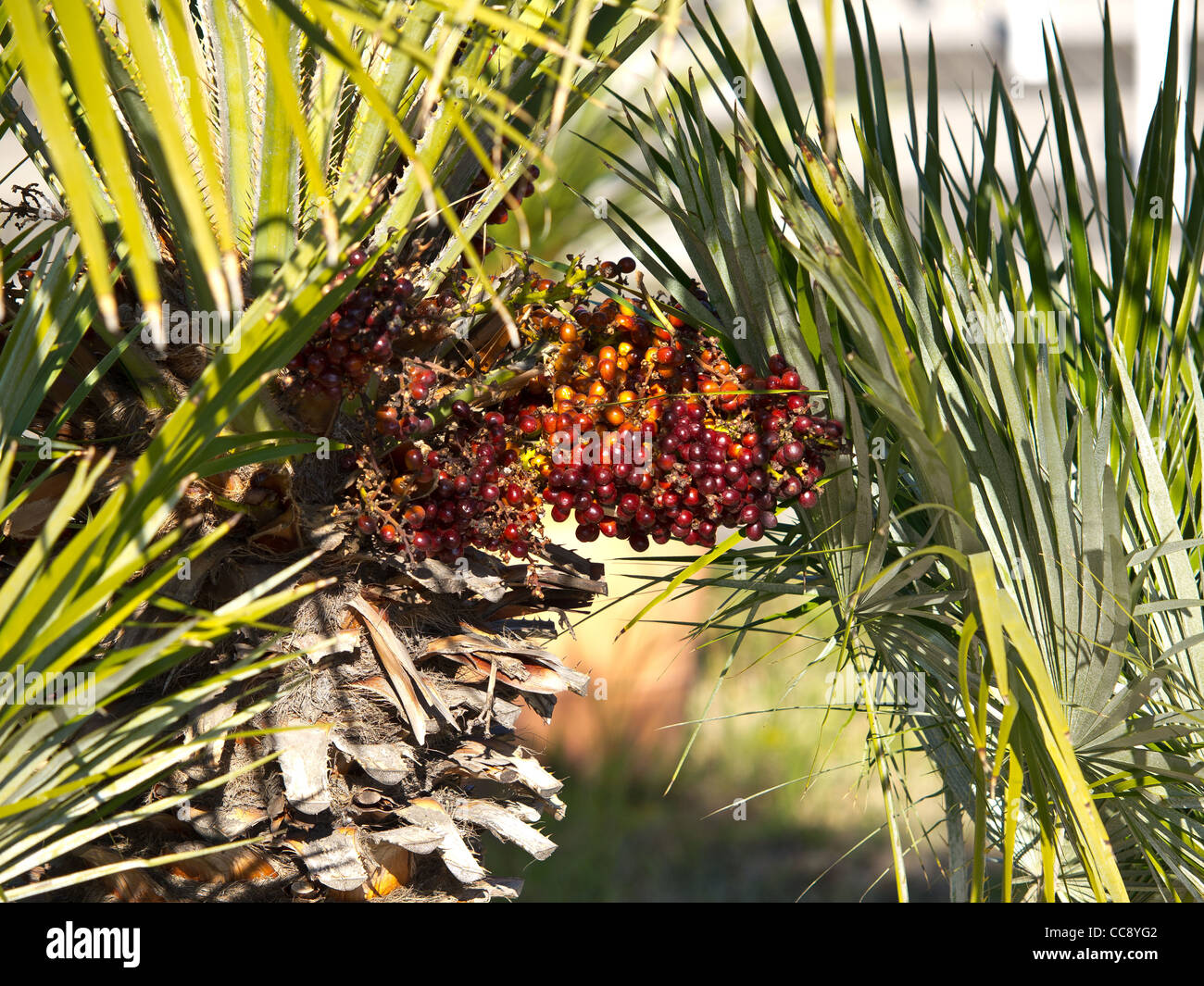 Palme mit roten und schwarzen Samen Stockfoto