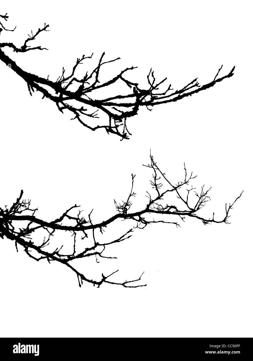 Vektor-Silhouette des Baumes Zweig auf weißem Hintergrund Stockfoto