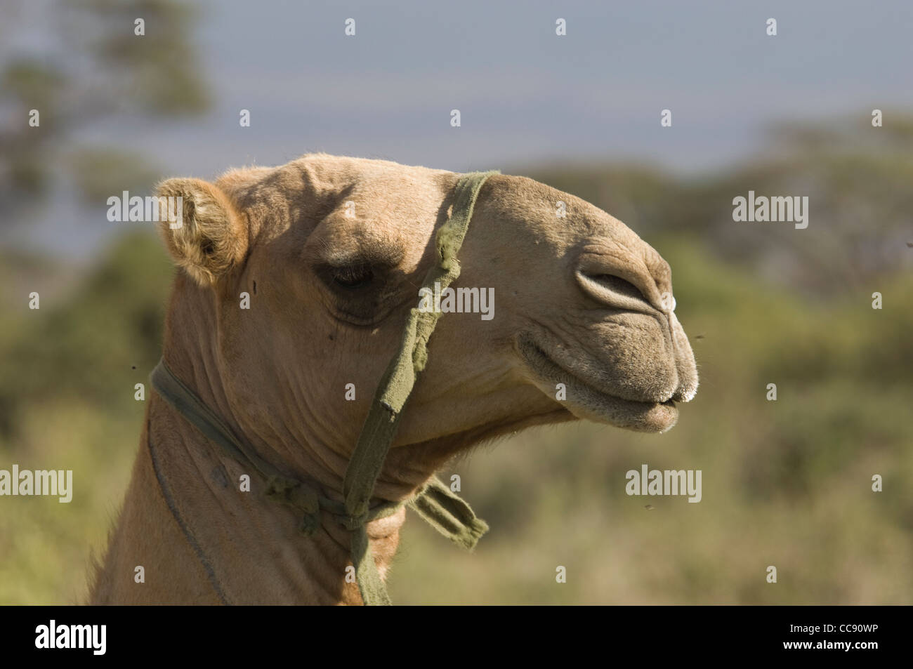 Afrika-Kenia-Amboseli-Nationalpark-Kamel, Masai - Head Shot angehören Stockfoto