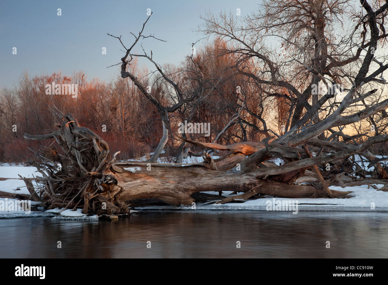 gefallenen Pappel Baum und Treibholz - typische Winterlandschaft am South Platte River in Ost-Colorado Stockfoto