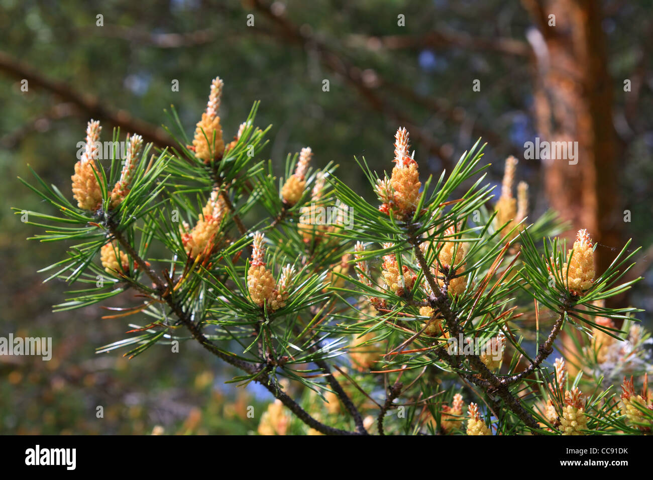 Kiefer des Big shot Stockfoto