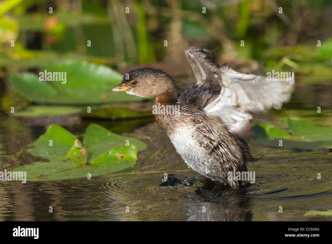 Erwachsenen Winter Pied – abgerechnet Grebe (Podilymbus Podiceps) mit seinen Flügeln angehoben Stockfoto